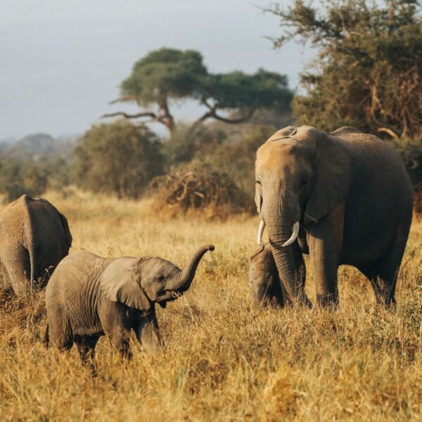7-Day Uganda Wildlife & Gorilla Safari
