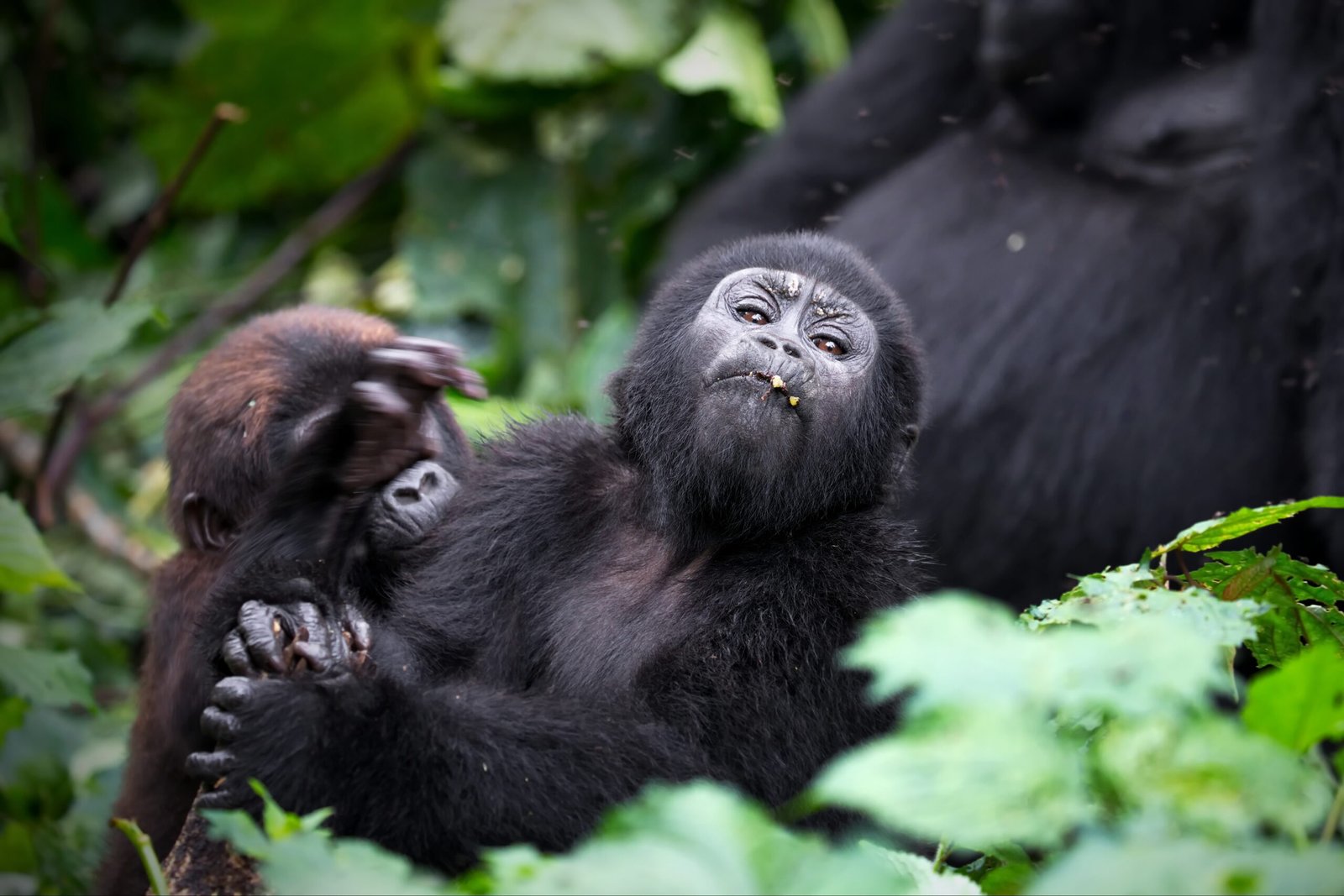 3-Day Gorilla Trekking Safari – Bwindi