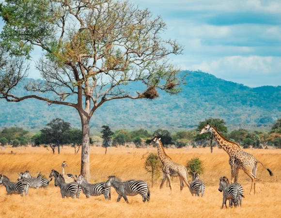Top 5 National Parks to Visit on a Uganda Safari