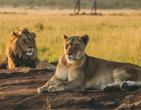 The Best Time to Visit Uganda for a Safari