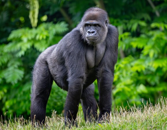 Gorilla Trekking in Uganda: What You Need to Know Before You Go