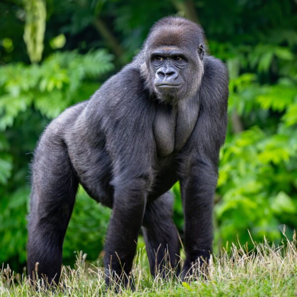 5-Day Gorilla & Chimpanzee Adventure