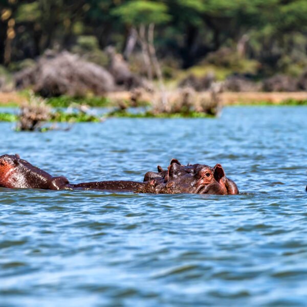 4-Day Queen Elizabeth Wildlife Safari